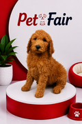 GOLDENDOODLE 3146 BOY