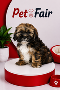 LHASA APSO 4906 BOY