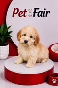 POODLE 2889 BOY