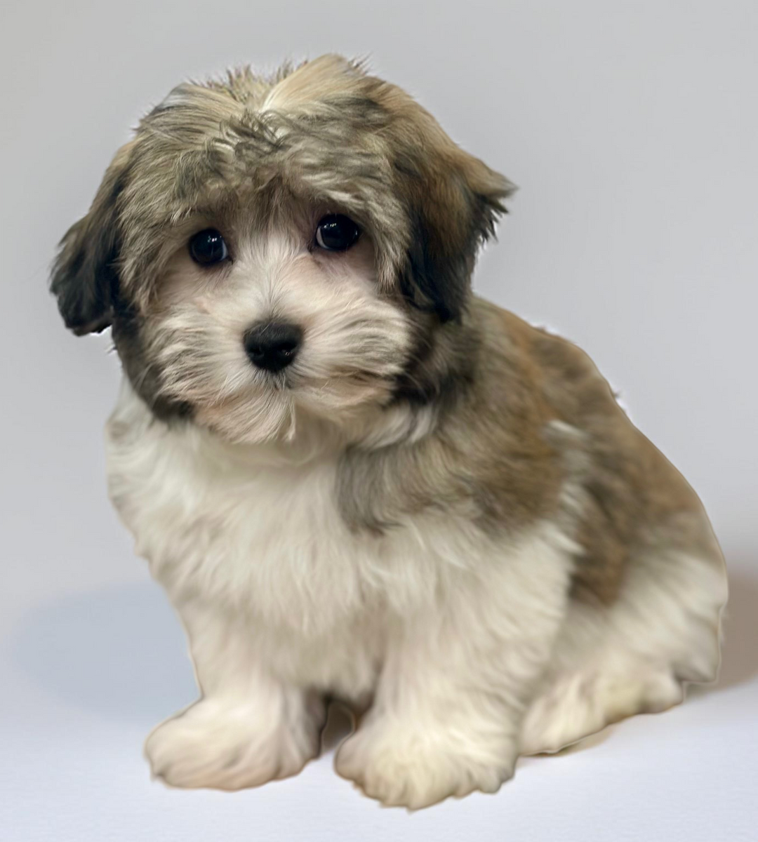 Havanese 5371 Girl