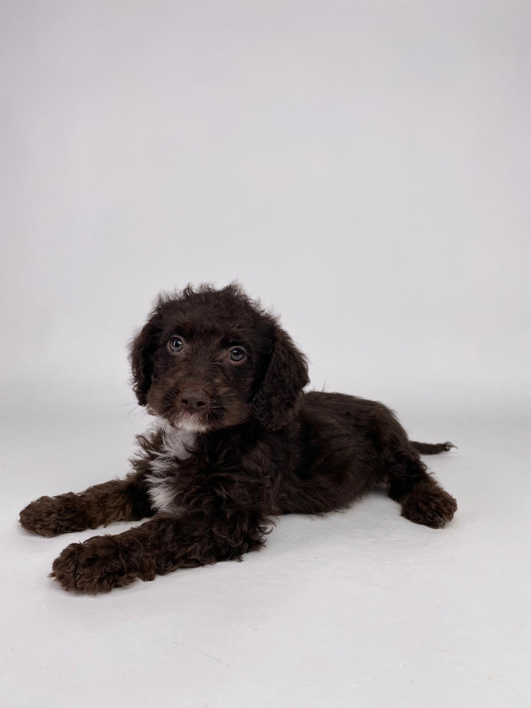 Labradoodle Min 2G 8929 Girl