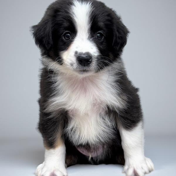 Australian Shep Mini 5787 Boy