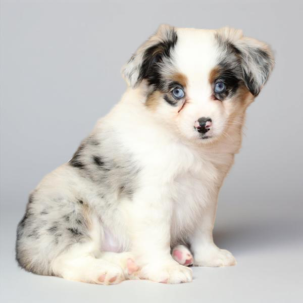 Aus Shepherd 9963 Girl