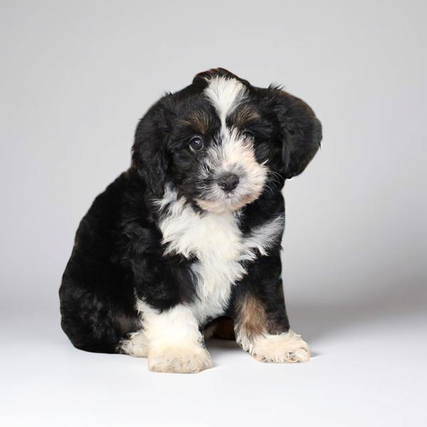 Aussidoo Mini 2577 Boy