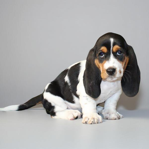 Basset 2655 Girl