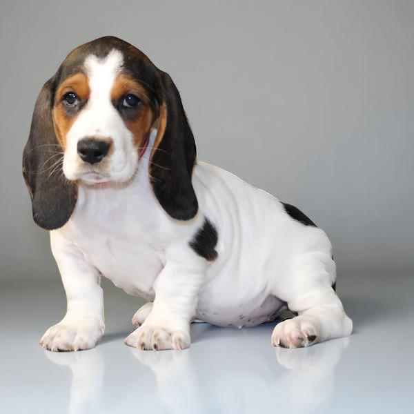 Basset 2658 Girl