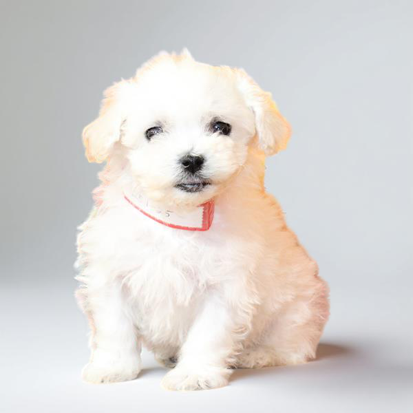 Bichon 2895 Girl