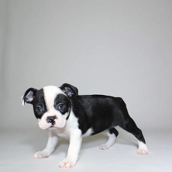 Boston Terrier 0687 Girl