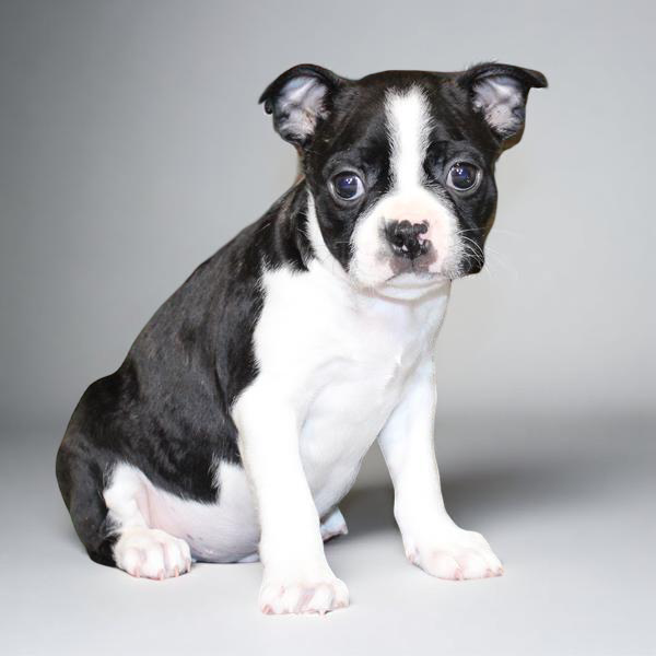 Boston Terrier 2616 Boy