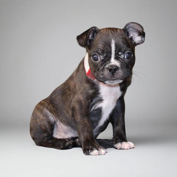 Boston Terrier 2791 Boy