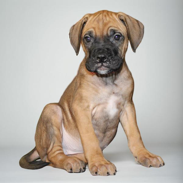 Bullmastiff 2192 Girl