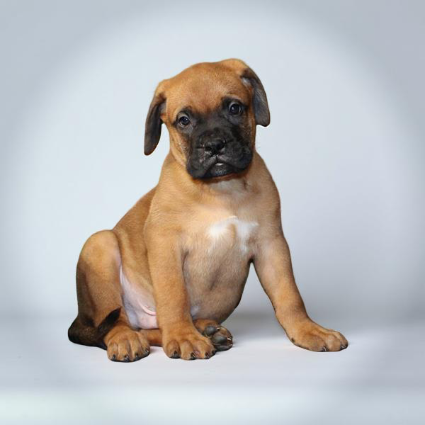Bullmastiff 2198 Boy