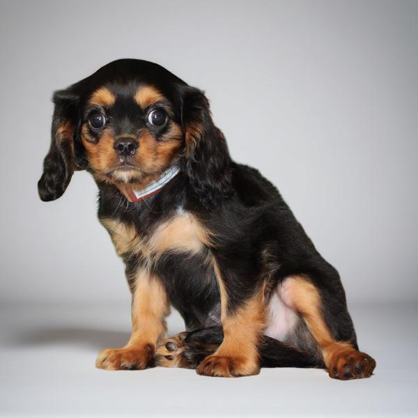Cavalier King 2353 Boy
