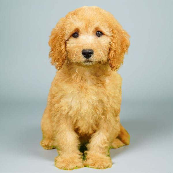 Cavapoo F2 0302 Girl