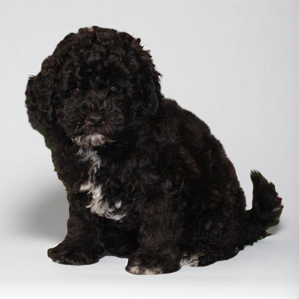 Cavapoo/Poodle 2500 Boy