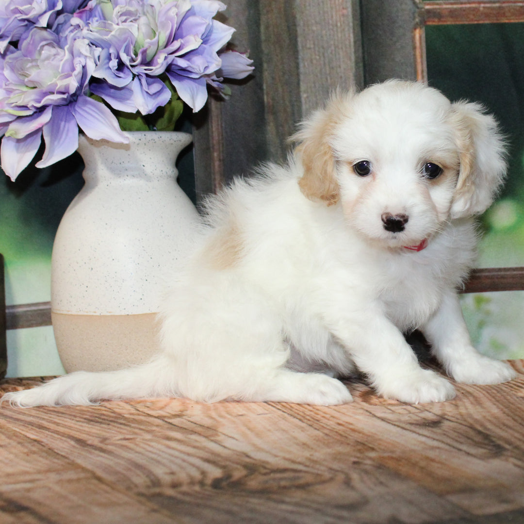 Cavapoo 4571 Girl