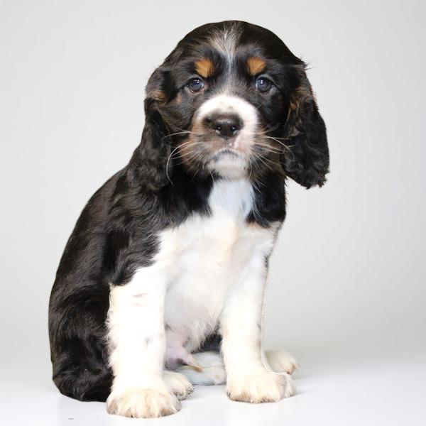 Cocker 2749 Boy