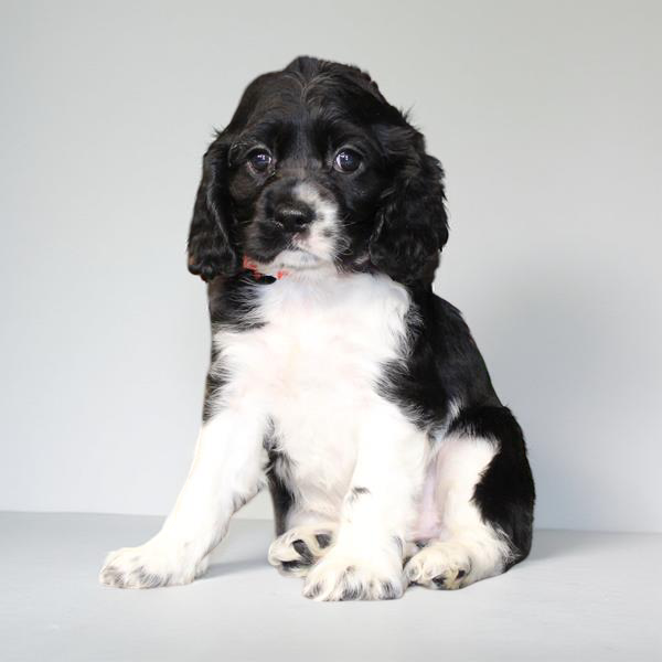 Cocker 2752 Girl