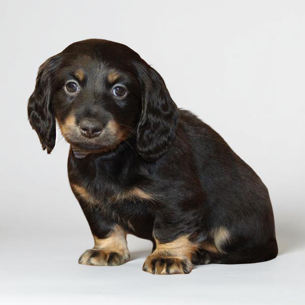 Dachshund 9911 Boy