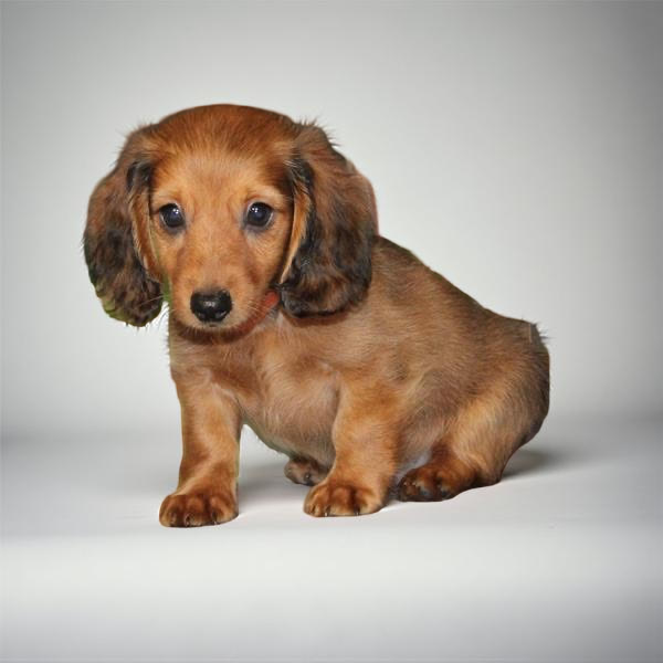Dachshund 2357 Boy