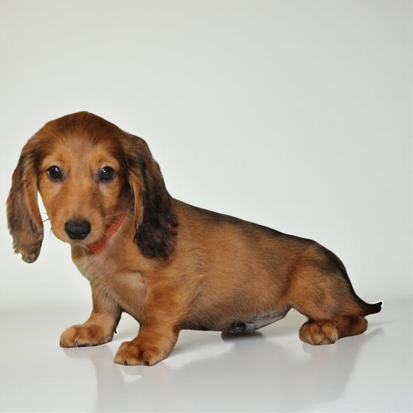 Dachshund 2358 Boy