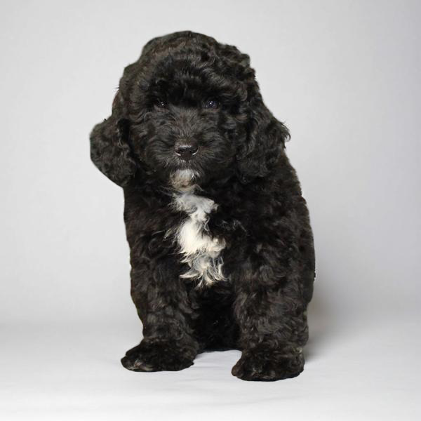 Goldendoodle Mini 2 Gen 2578 Boy