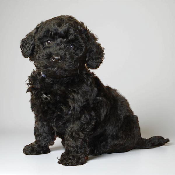 Goldendoodle Mini 2 Gen 2675 Girl
