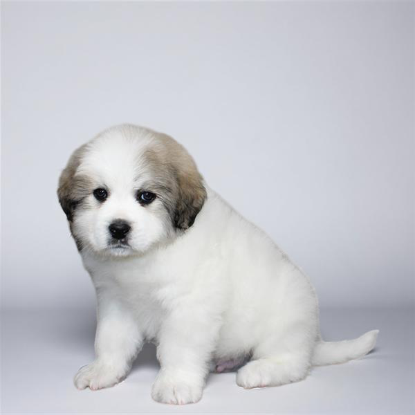 Great Pyrenees 0845 Boy