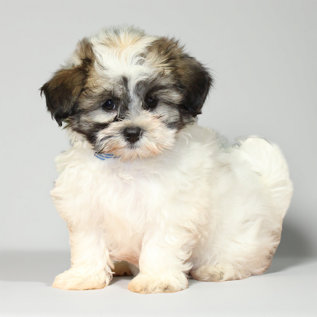 Havanese 2111 Girl