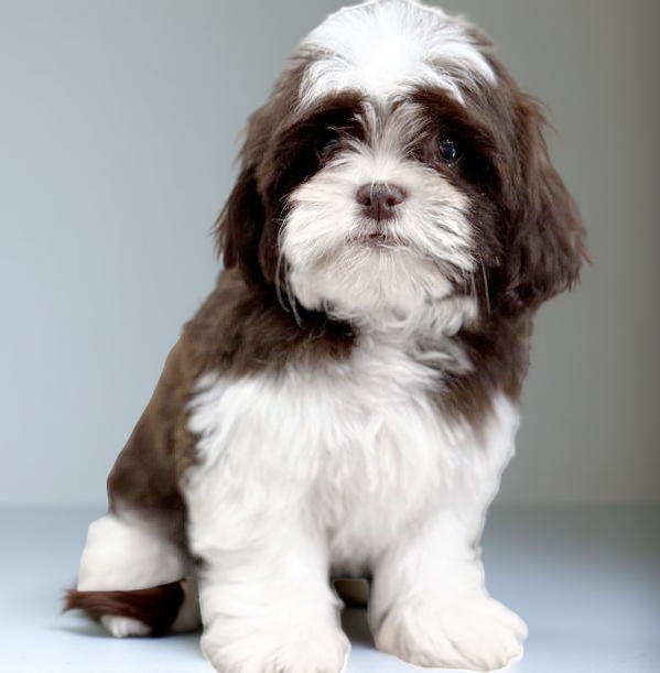 Havanese 8196 Girl