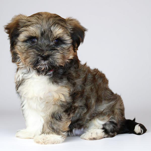 Havanese 9953 Boy