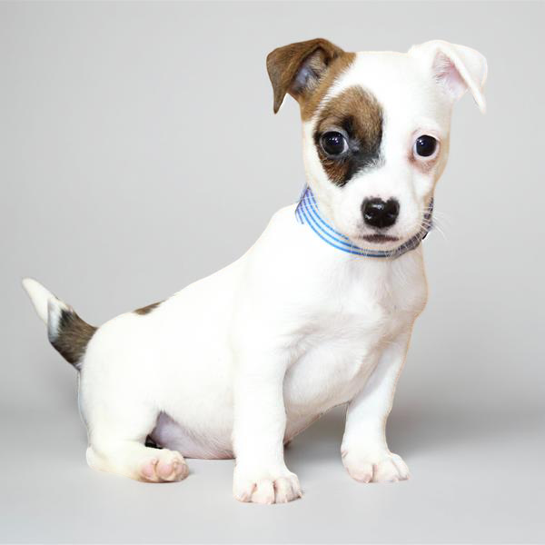 Jack Russell 9814 Girl