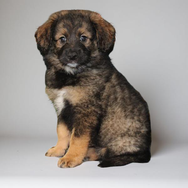 Keeshond/Bernedoodle Mini 2444 Girl