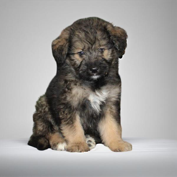 Keeshond/Bernedoodle Mini 2448 Boy
