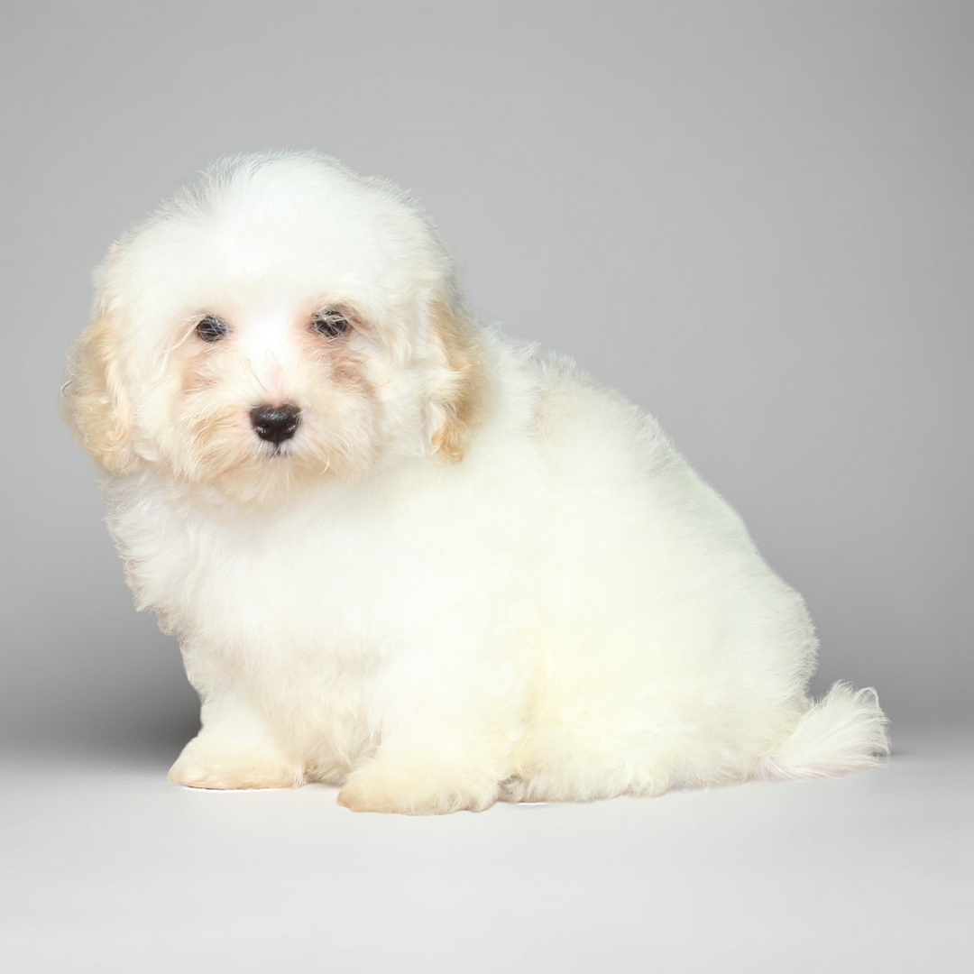 Maltipoo 2116 Boy