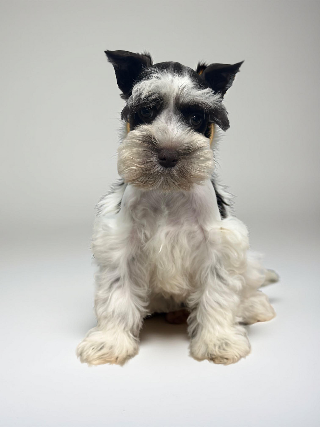 Min Schnauzer 1448 Girl