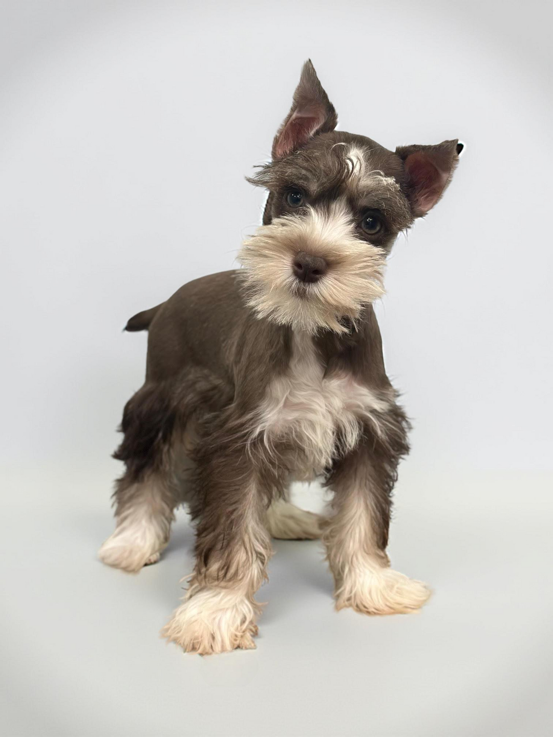 Min Schnauzer 3570 Girl