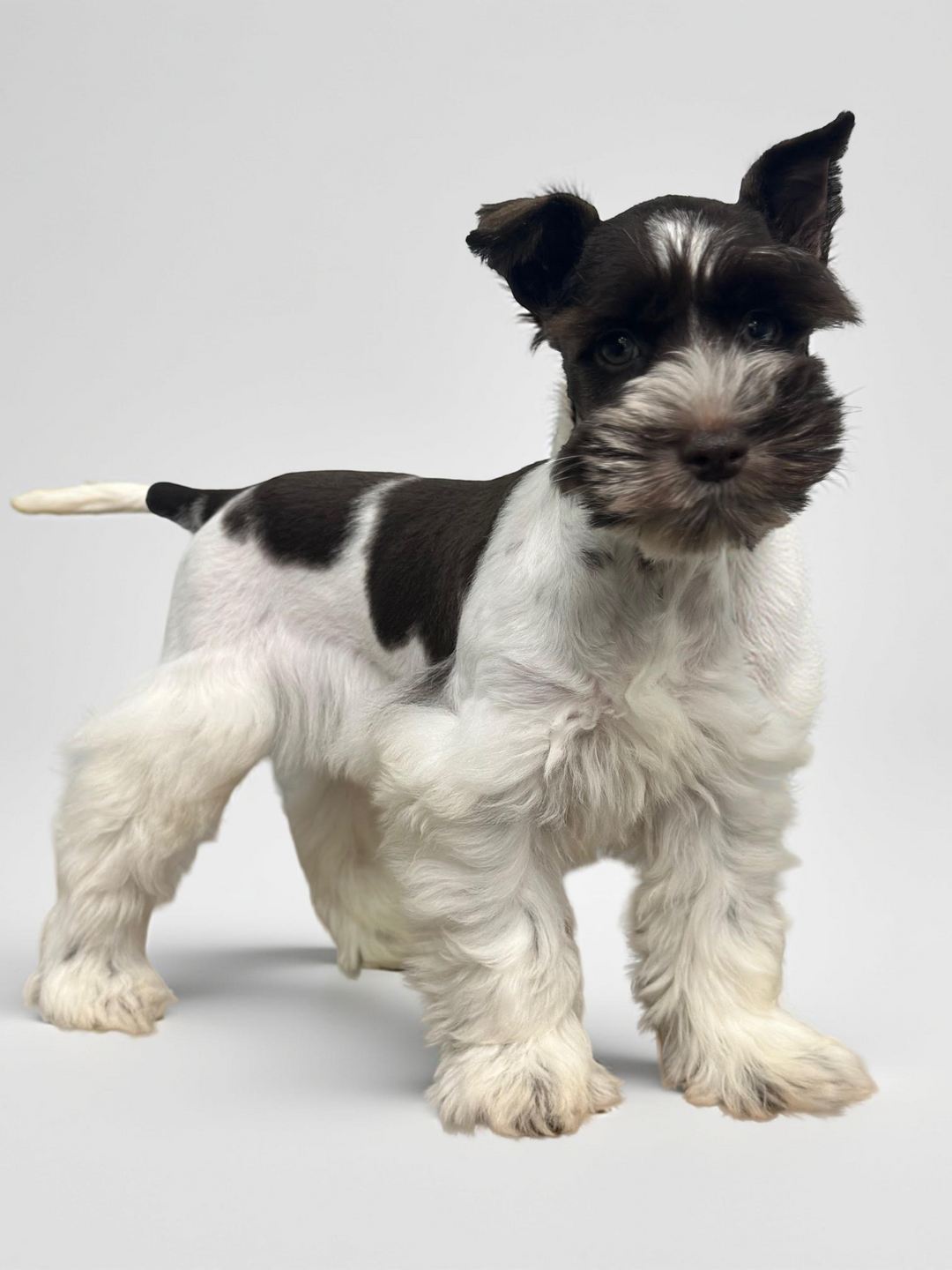 Min Schnauzer 4649 Boy