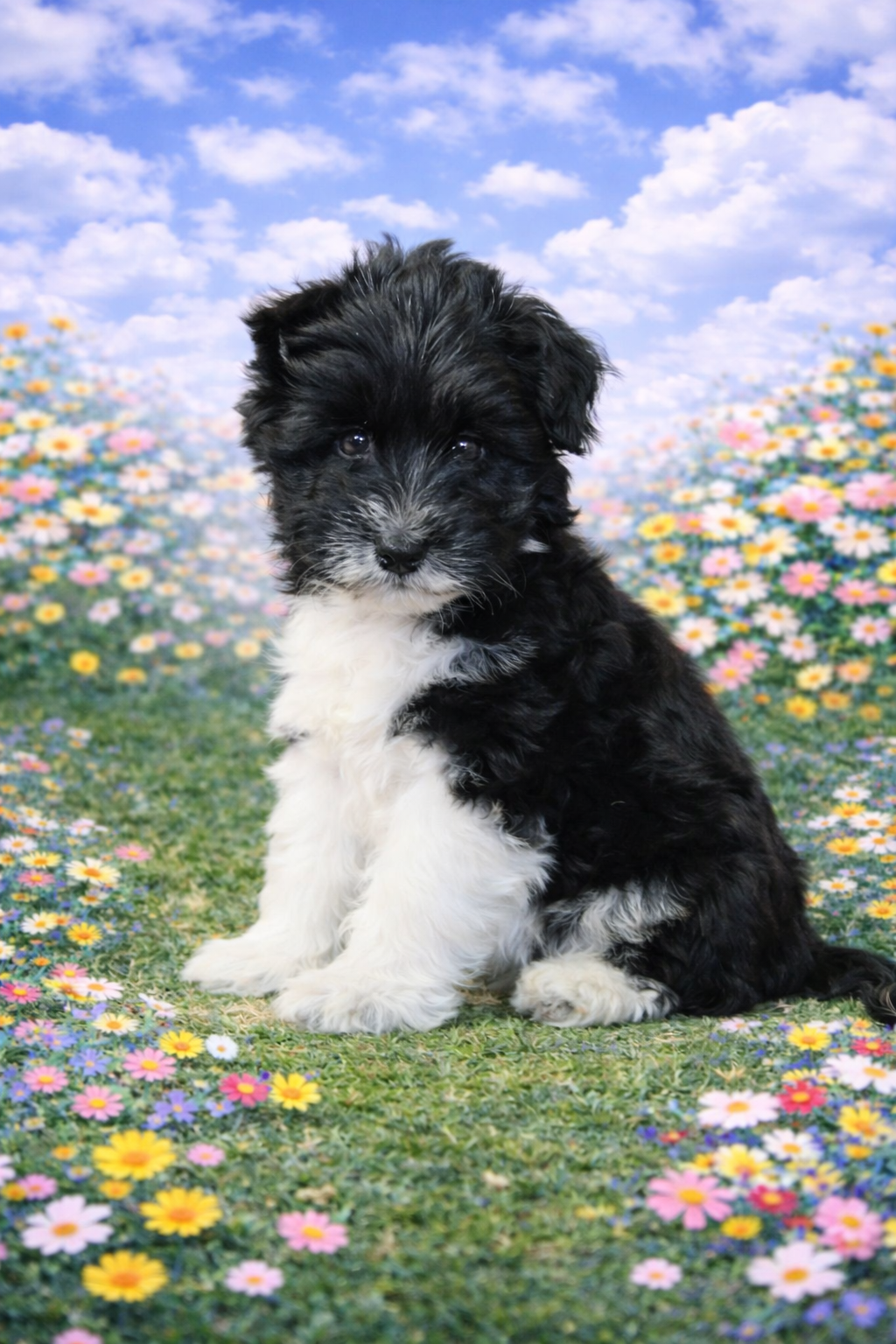 MINI SCHNAUZER 4710 BOY
