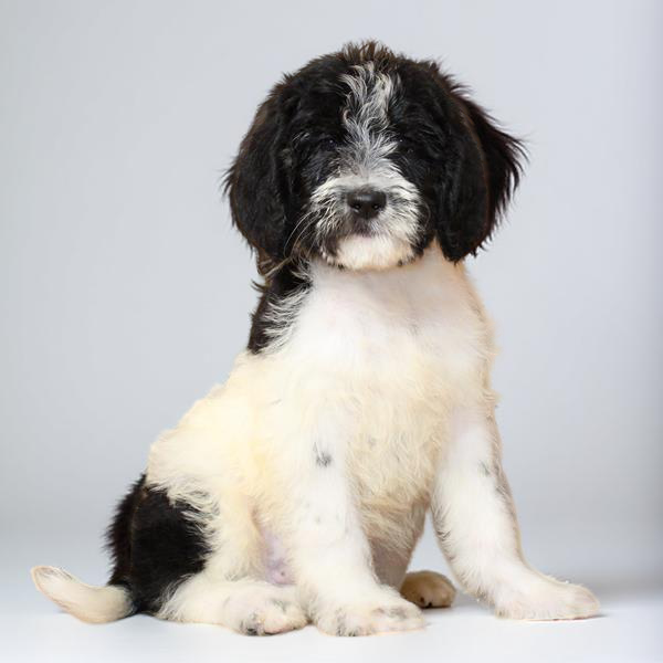 Newfypoo 2Nd Gen 9906 Boy