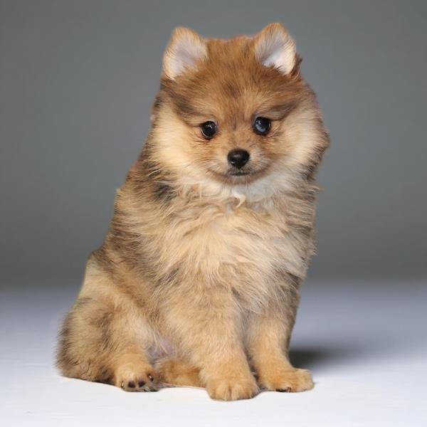 Pomeranian 2425 Girl