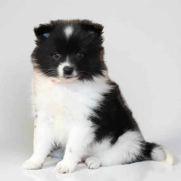 Pomeranian 2817 Boy