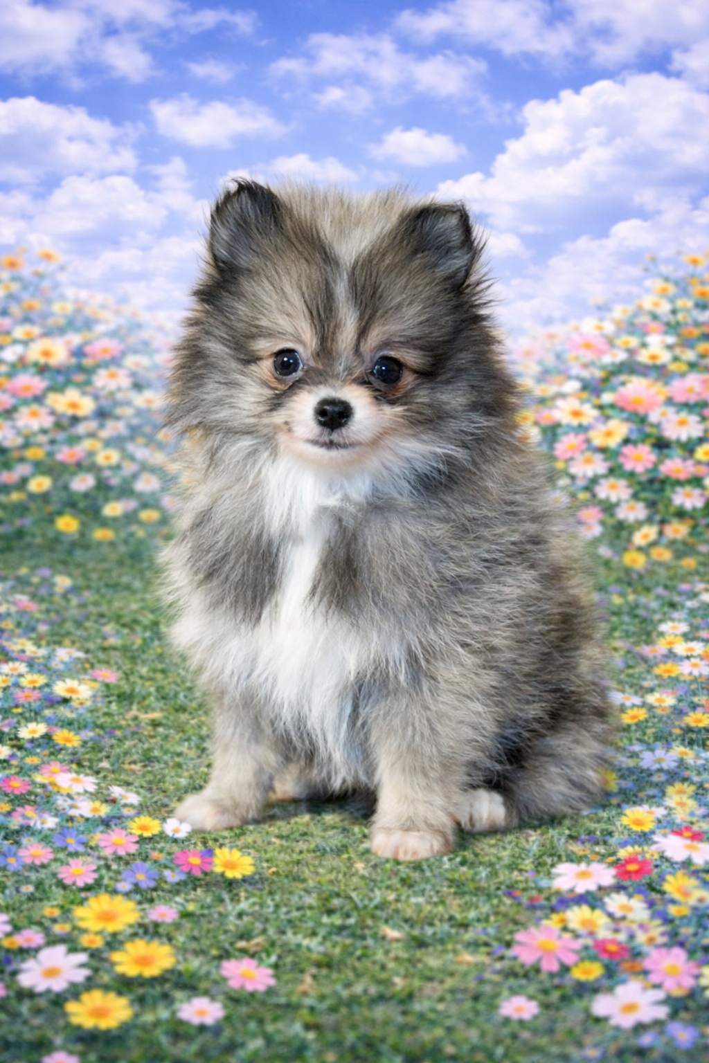 POMERANIAN 4718 GIRL