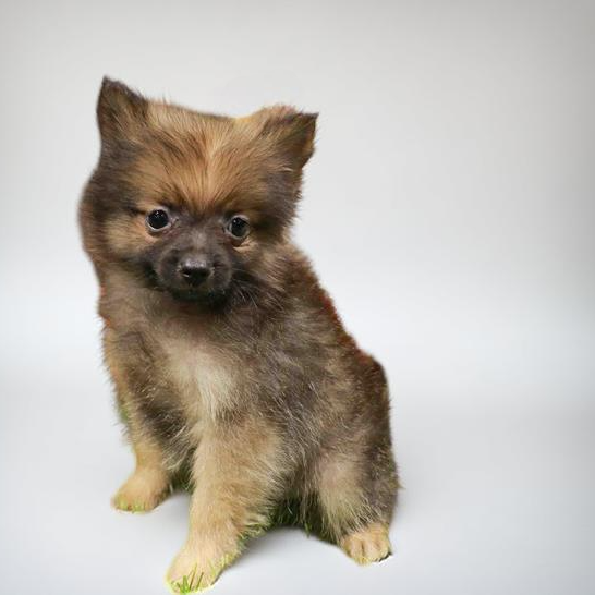 Pomeranian 6845 Boy