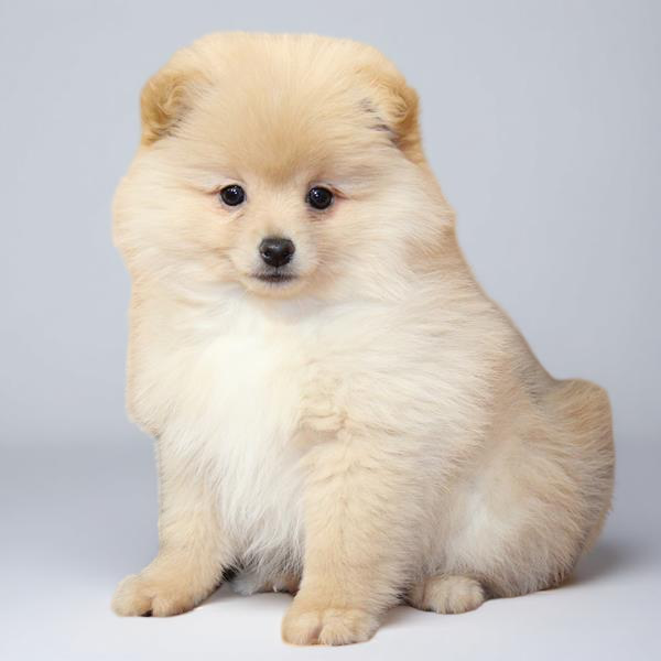 Pomeranian 9942 Boy
