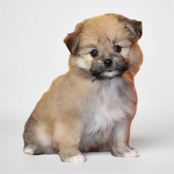 Pom/Lhasa Apso 2836 Girl