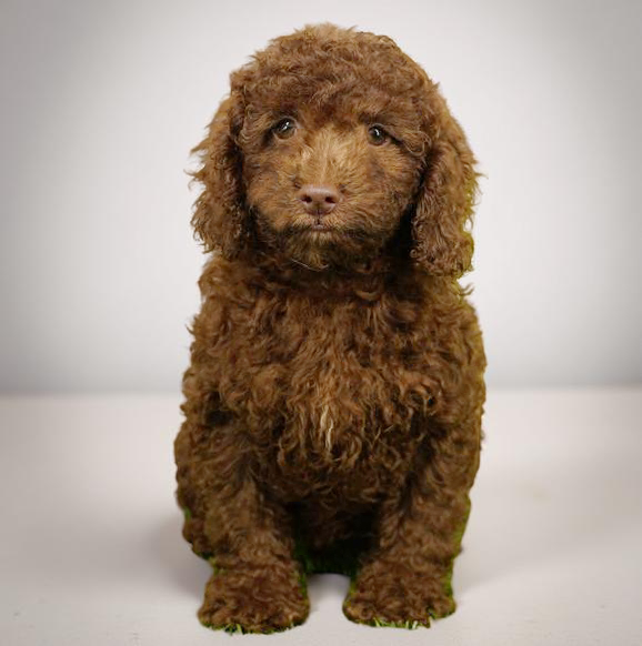 Poodle 4383 Boy