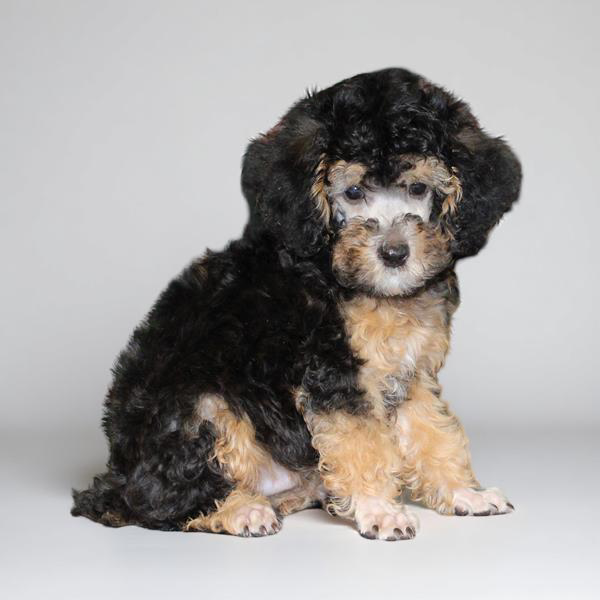 Poodle 5292 Boy