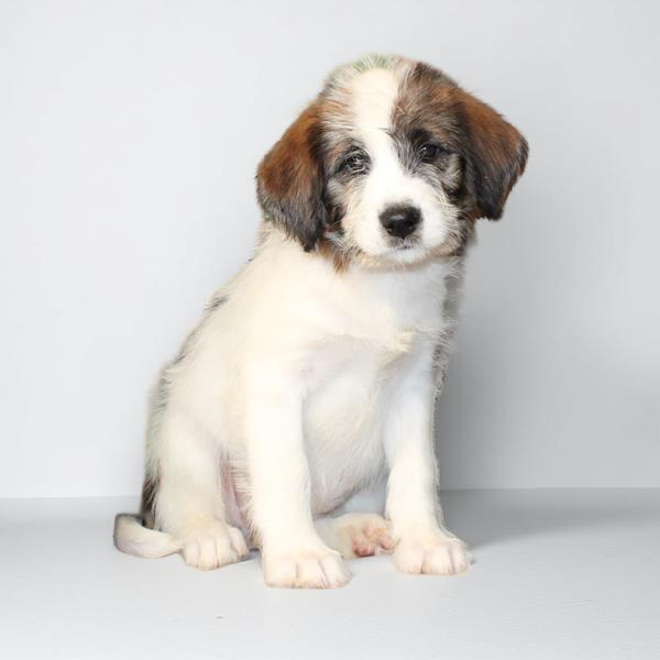 Poodle/Akita 2464 Girl