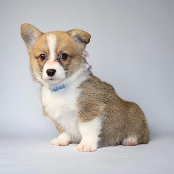 Pembroke Welsh Corgi 2432 Boy
